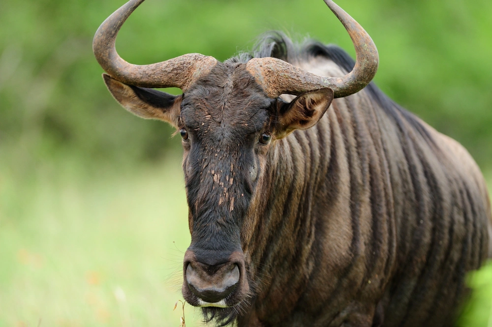 7-day Tanzania budget safari group joining