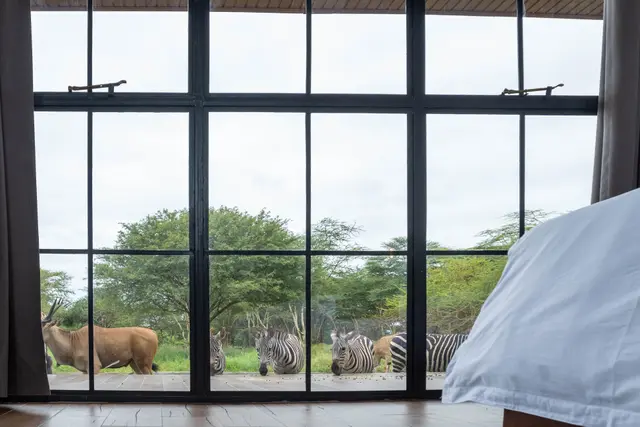 Aya Sophia Maji Ya Chai Arusha Wildlife