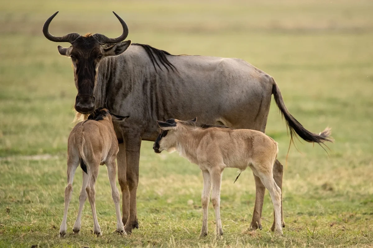 12-day Ndutu calving migration private family safari