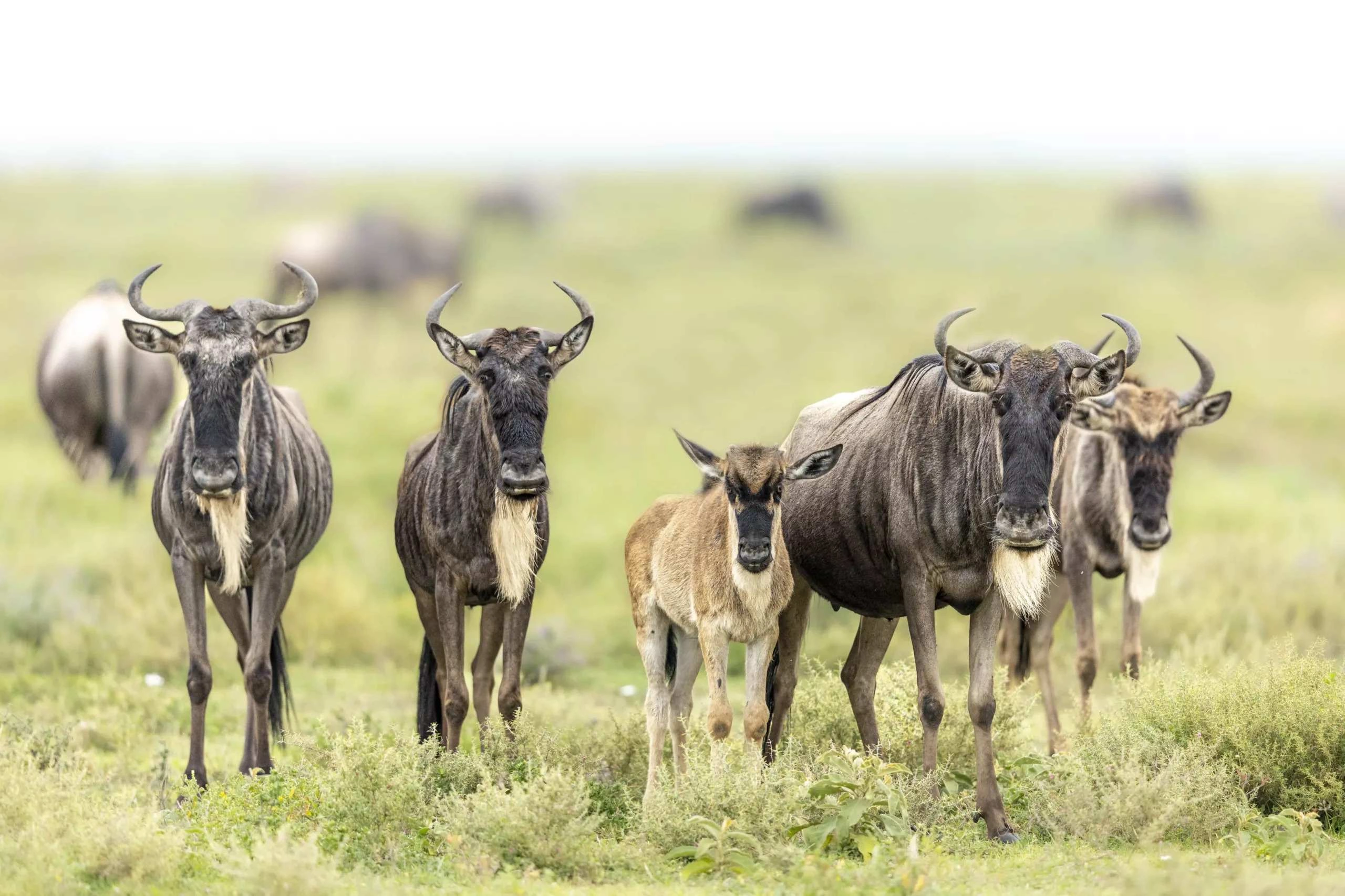 Ngorongoro Highlands atmosphere: cool evenings and crater-rim views