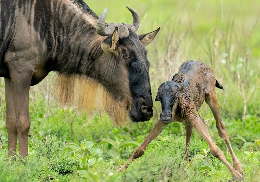 6-day Ndutu calving and Ngorongoro Crater safari