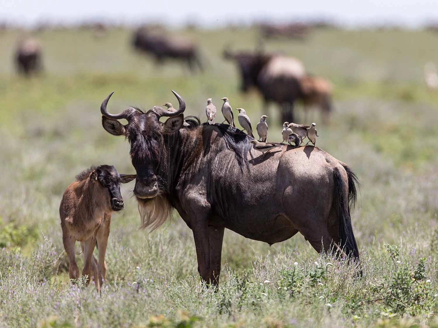 Predator country in Ndutu: woodland edges meeting open nursery plains