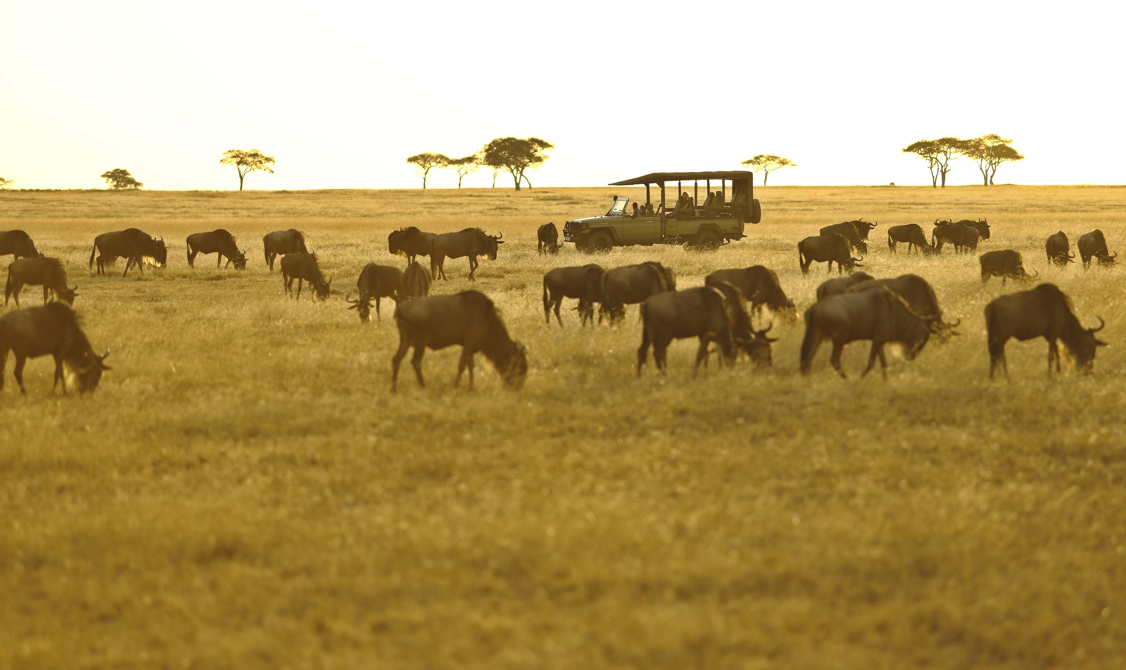 11-Day Kenya & Tanzania Migration Safari
