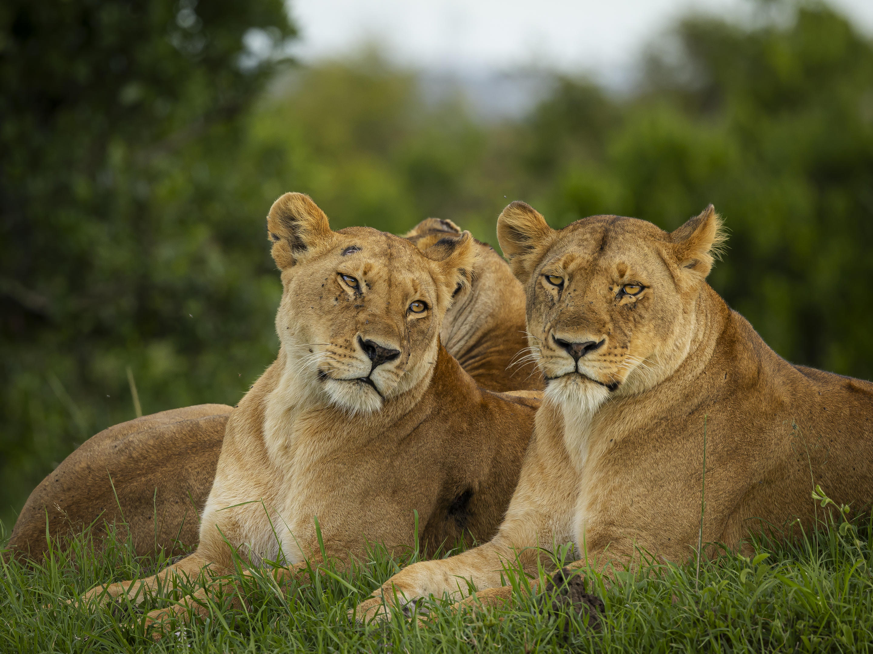 Luxury Kenya safari