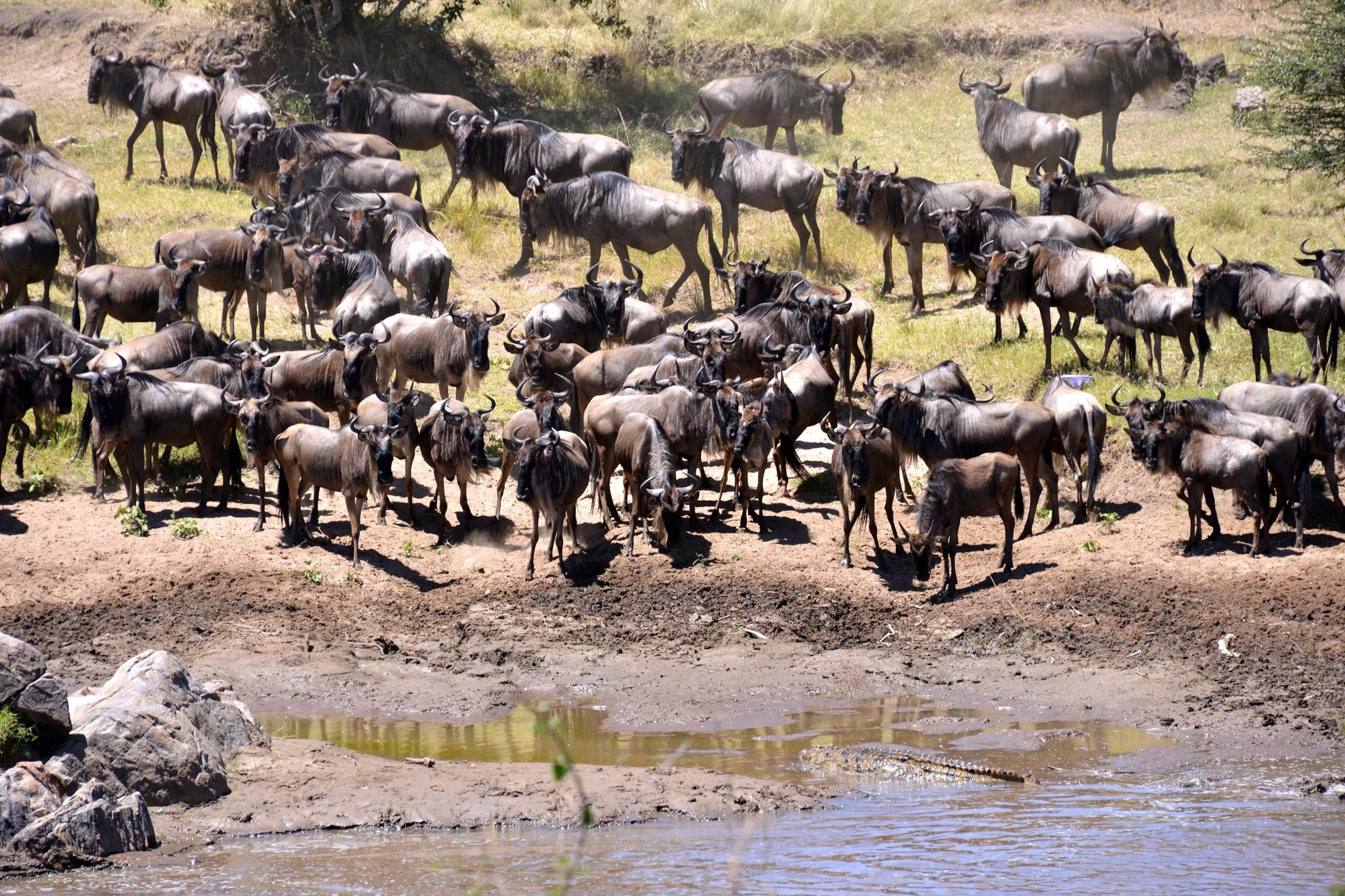 Northern Serengeti safari atmosphere: open plains, big skies, and predator country