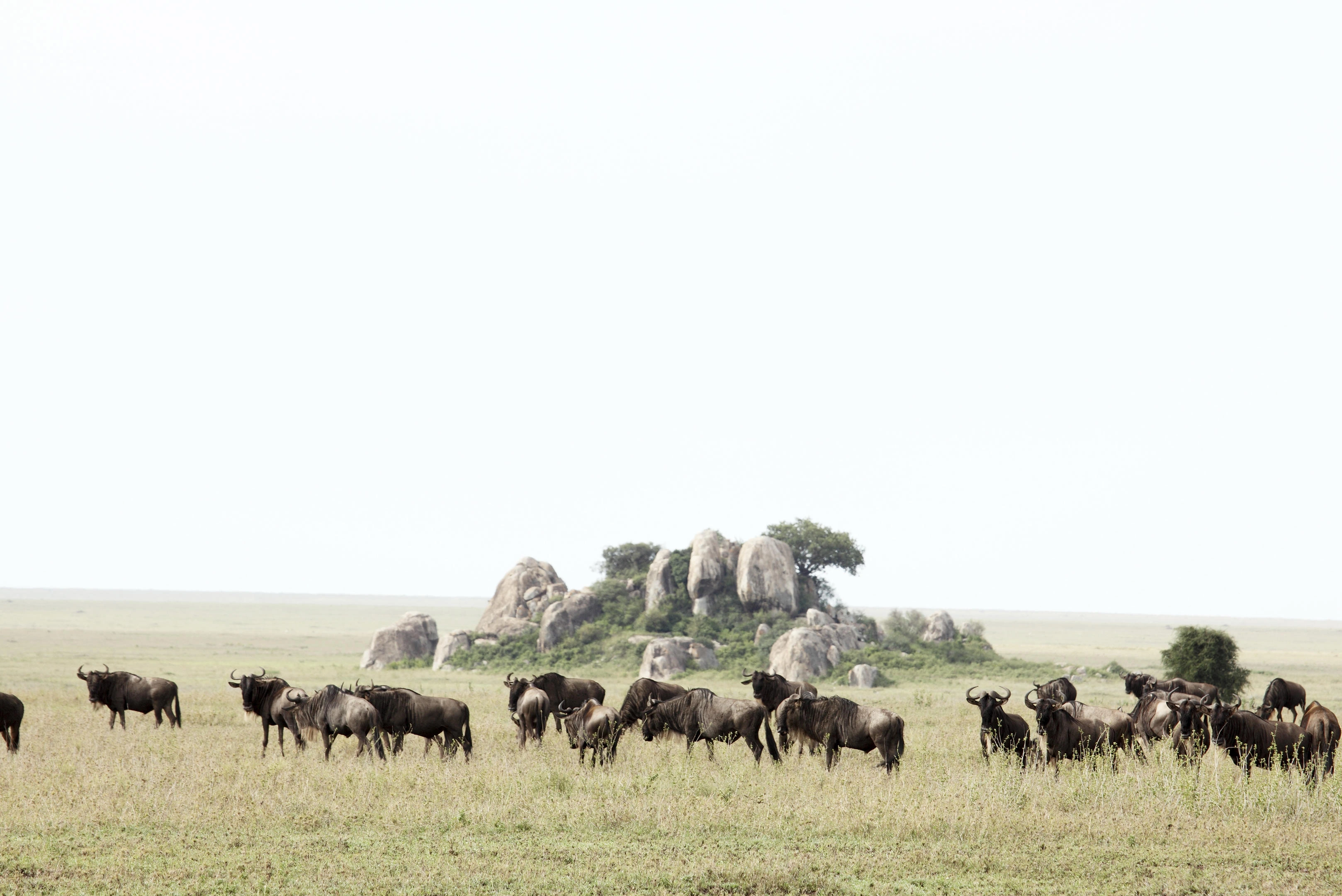Masai Mara grassland mood: big skies, predators and classic safari scale