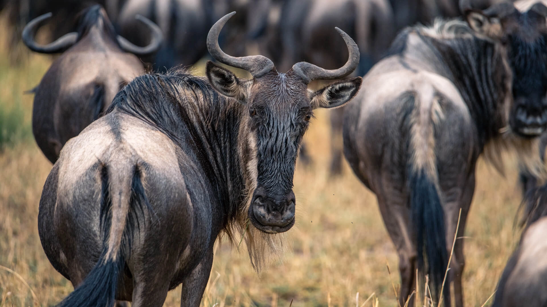 8-day bush to beach Great Migration and Zanzibar