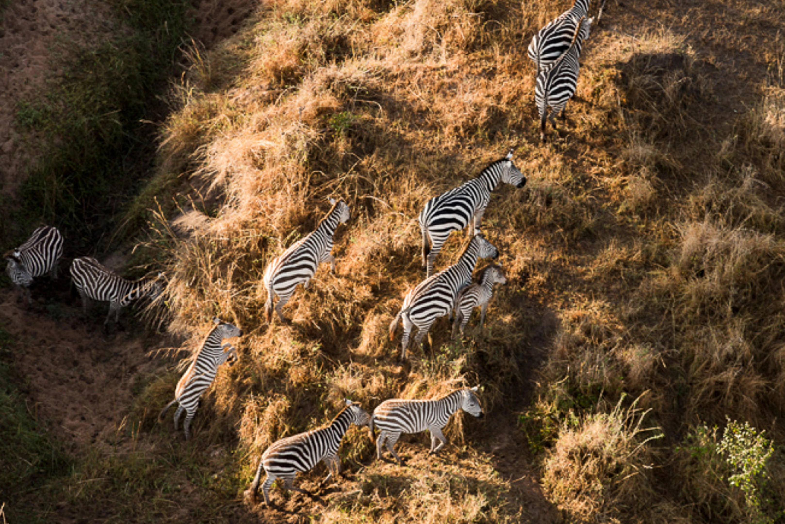 Predator activity in Northern Serengeti during migration season: big cats in dramatic evening light