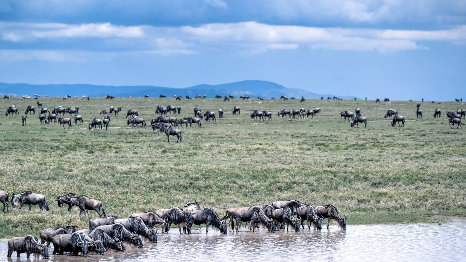 Great Migration near Namiri