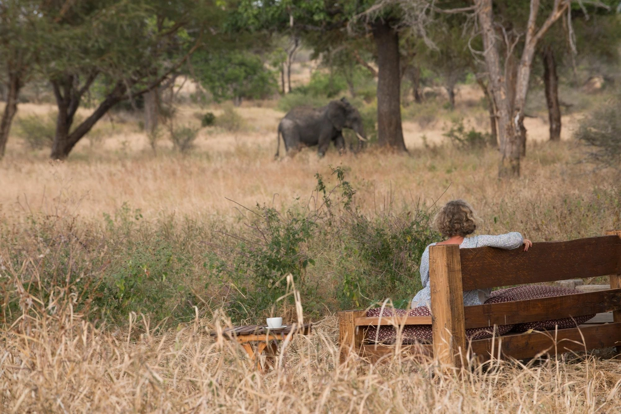 Wildlife encounter on safari: close-range moments guided with calm pacing